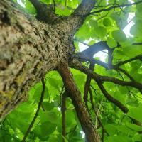 Cristina Mihaela Cheabei