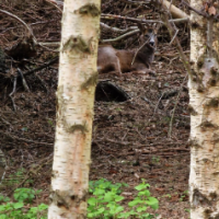 Vasile Laurentiu Coman