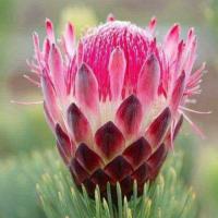 Monica-sabina Sandila