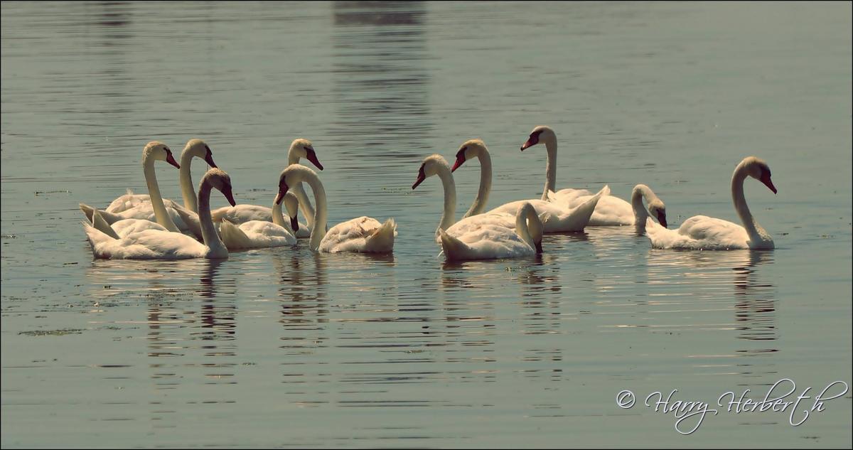 58679323_2124418294260297_1136608265333899264_o