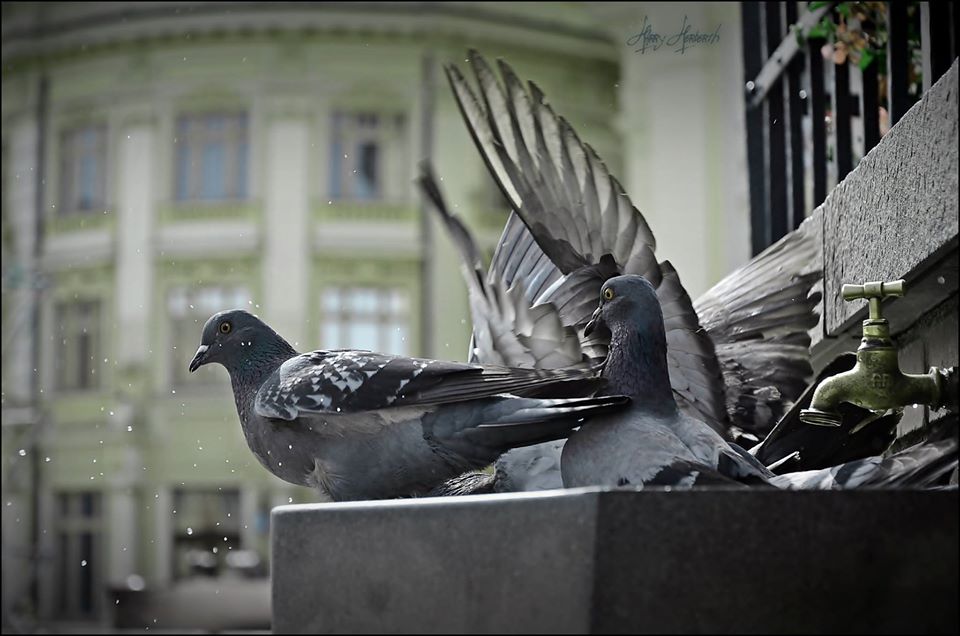 13474990_1028634583838679_8385689078693680188_o