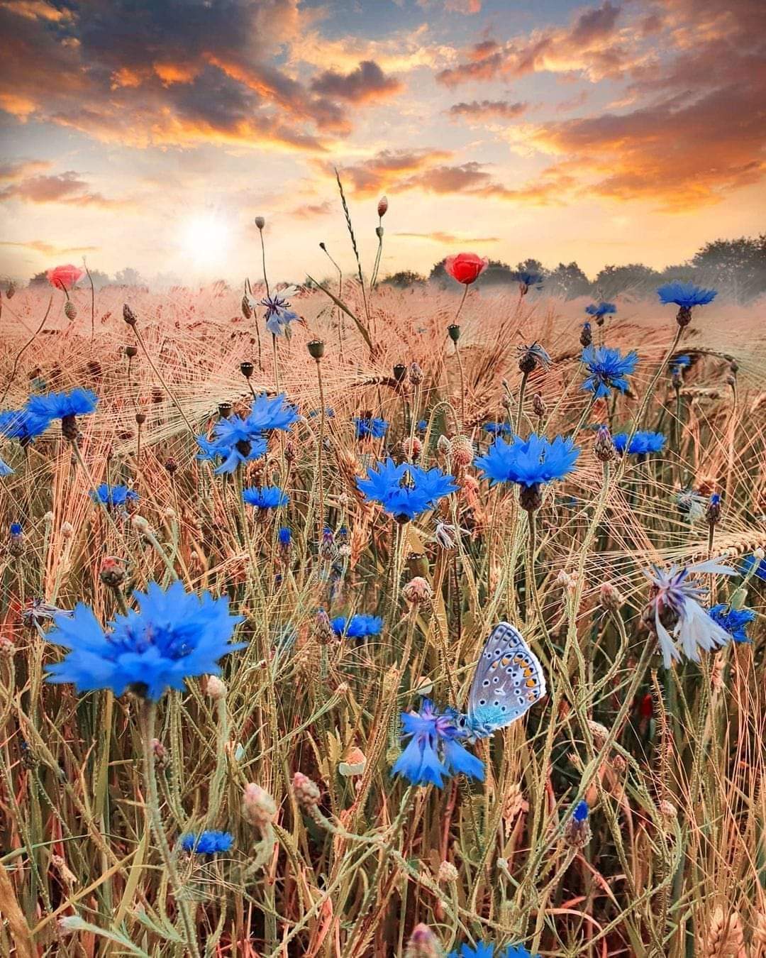 FB_IMG_1638207431784