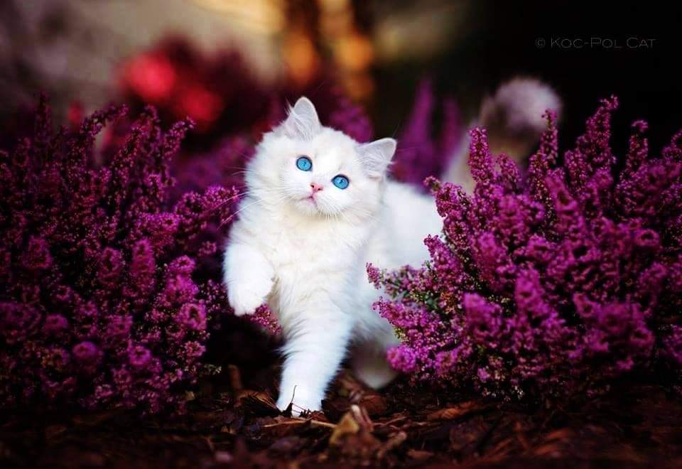 FB_IMG_1638207460924