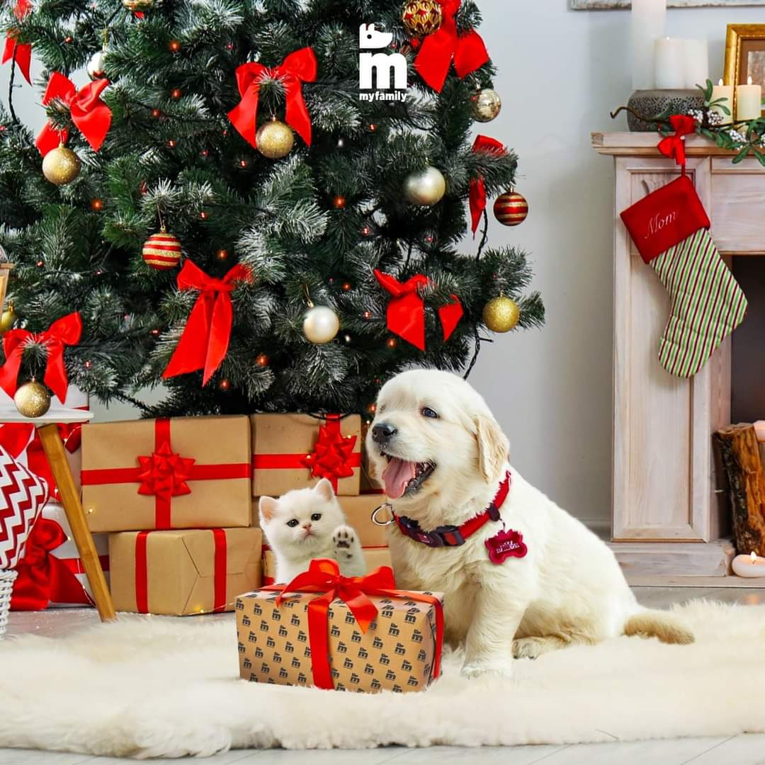 FB_IMG_1640584064317