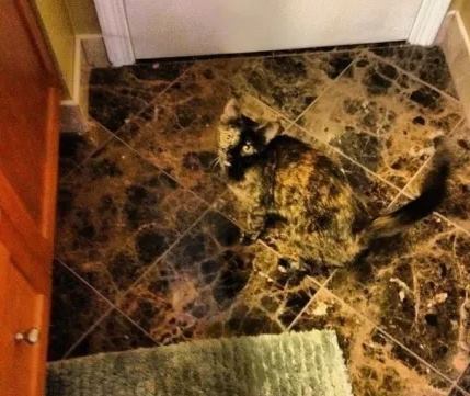 53649935_2116597401970635_7812345284343627776_n