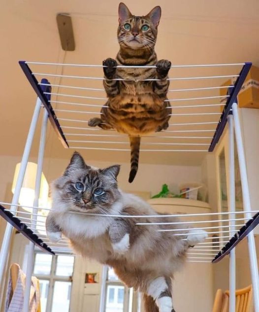 274552973_680921793352681_4805107600051694850_n