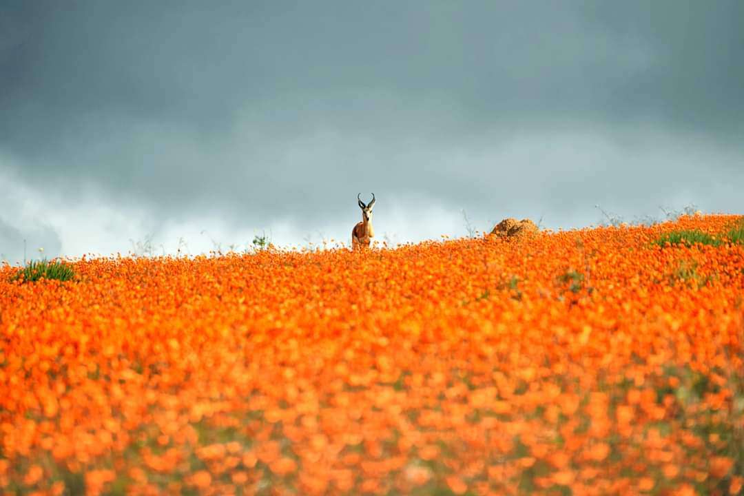 42d60b98-5fc1-4ea4-878c-8d4c32651d6c