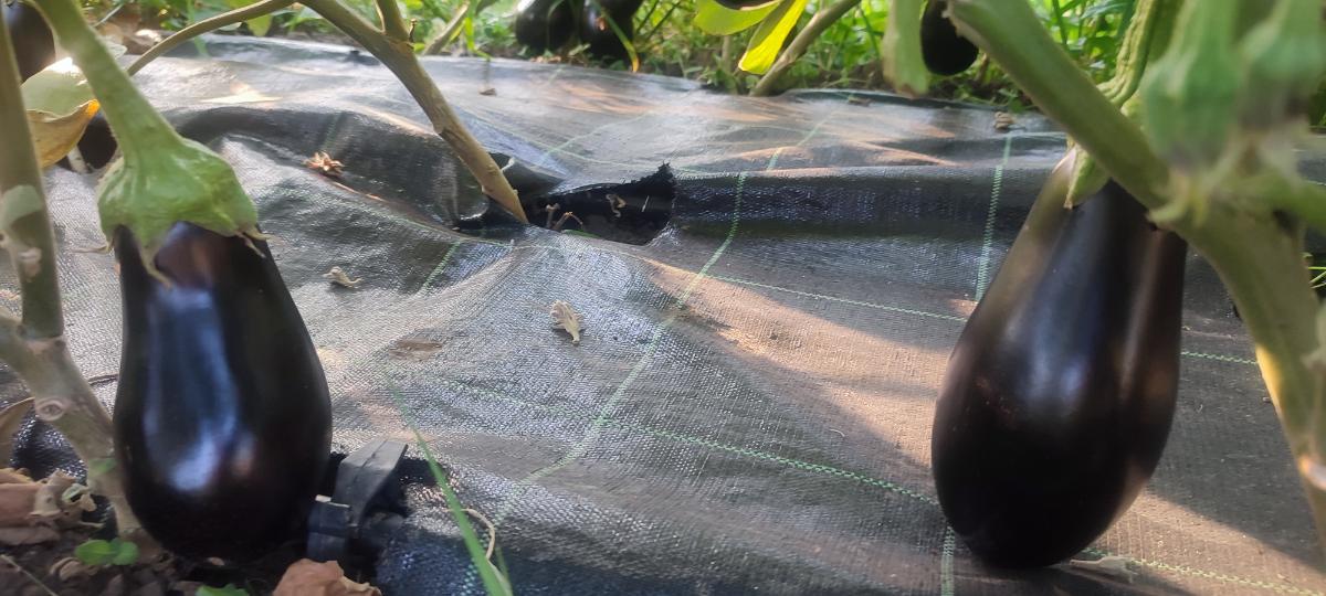 a9331f62-31d4-4ed0-94a6-c10838f8d272