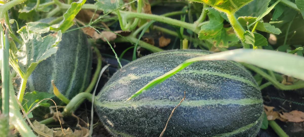 cd06270f-fc9c-49b9-acae-23f01e8503f1