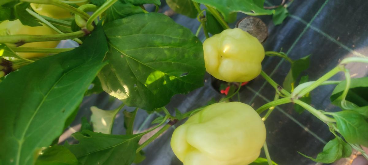 3e80898e-32e1-4924-8ab3-0e1d5ff2964a