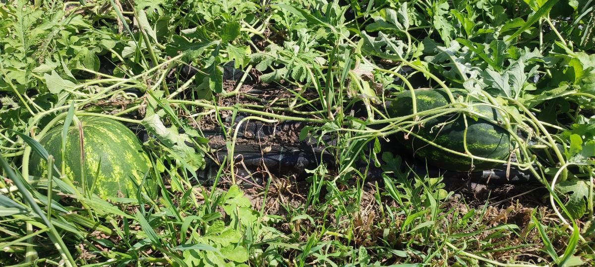 bad976d7-9308-4919-87ea-a60e8e92df73