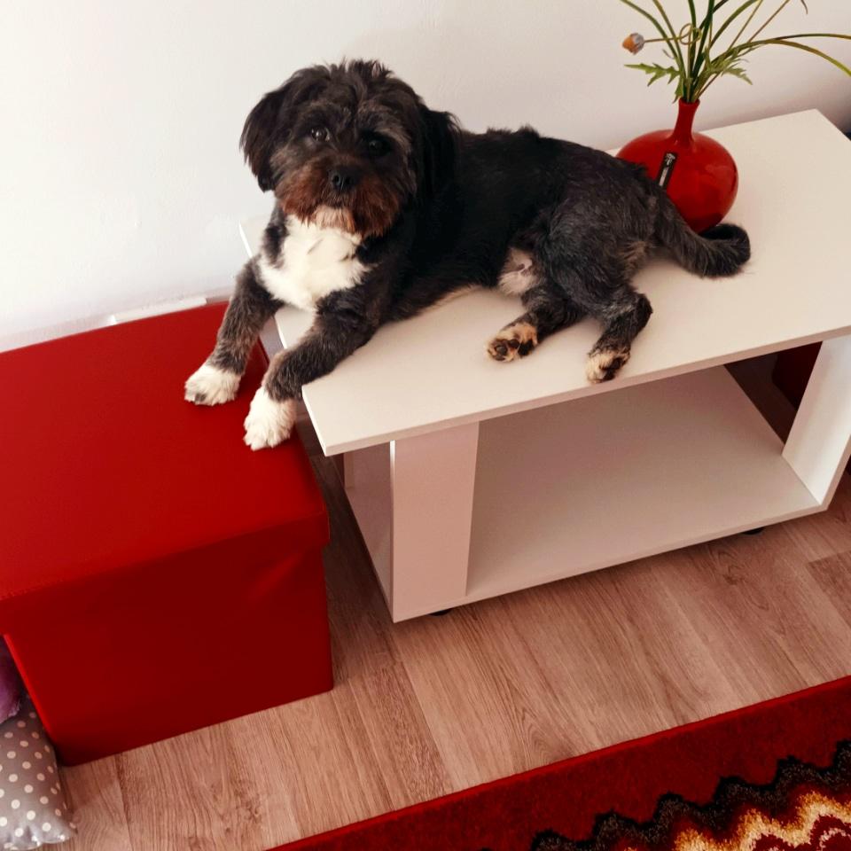 8a9dc36b-7c97-4a6a-a747-a9da04de67e8