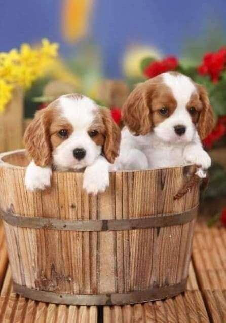 e593a5e9-ac66-4c84-bfe3-0140246db2d2