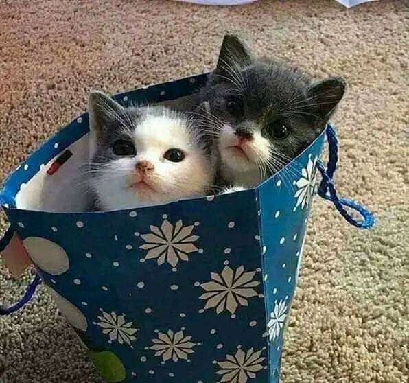 71d3dafc-d755-4ff8-b10b-bc51ff9b6f4f