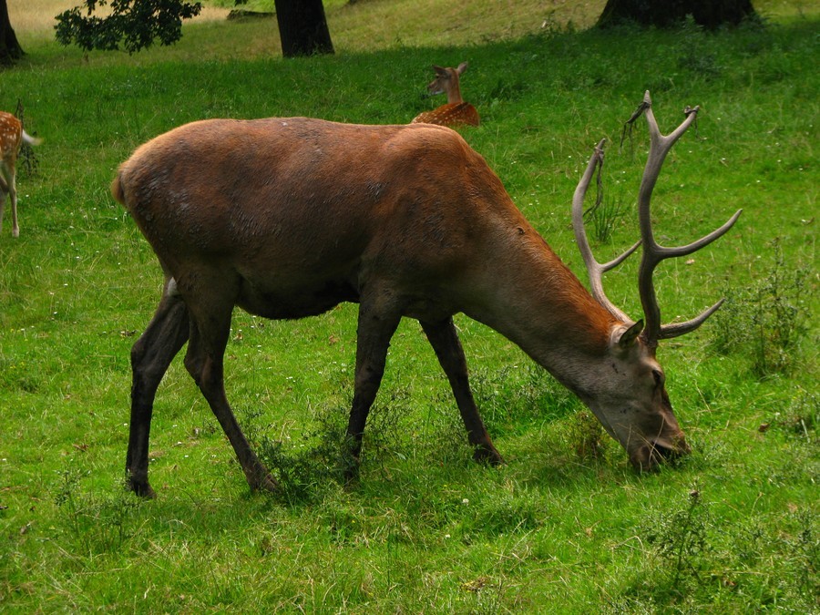 11-trasee-parcul-vanatori-2013